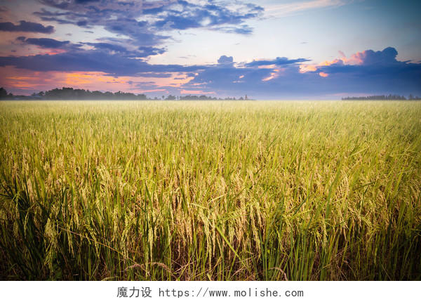 落日下的稻田希望的田野